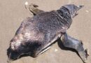Pinguins são encontrados mortos na beira mar em Balneário Pinhal