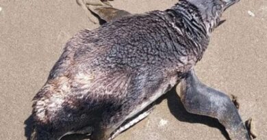 Ciclone e a morte de milhares de pinguins na costa