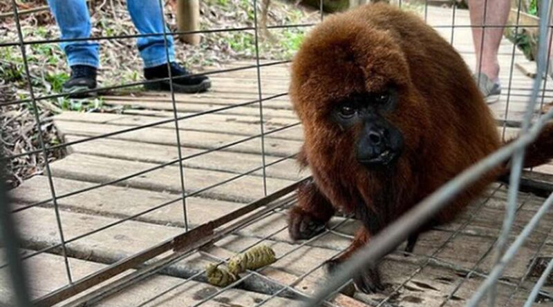 Bugio é retirado ao se aventurar em tirolesa na serra gaúcha