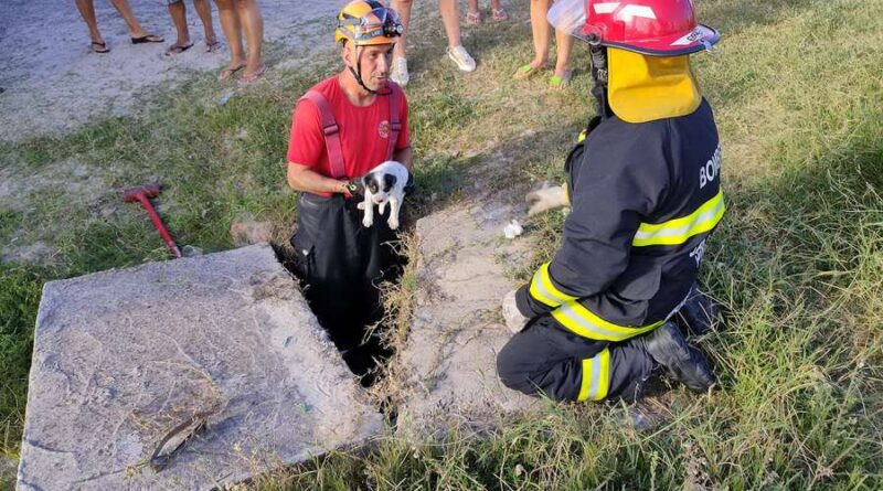 Cão preso em bueiro é resgatado em Balneário Pinhal