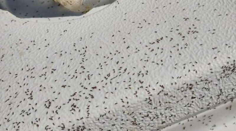 Veranistas são obrigados a sair da beira mar após infestação de insetos