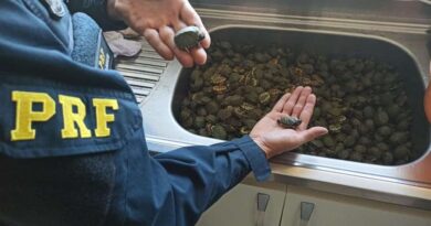 PRF resgata mais de mil filhotes de tartaruga na BR-101 em Torres