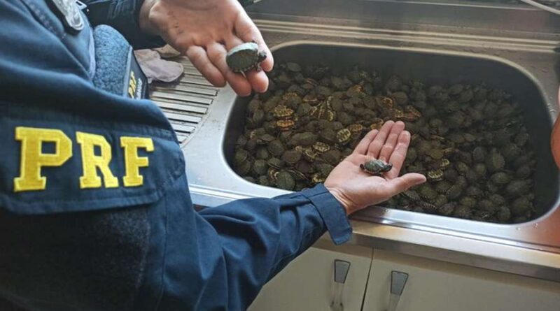 PRF resgata mais de mil filhotes de tartaruga na BR-101 em Torres