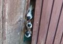 Crime de maus tratos: dezenas de cães são resgatados em residência de Tramandaí