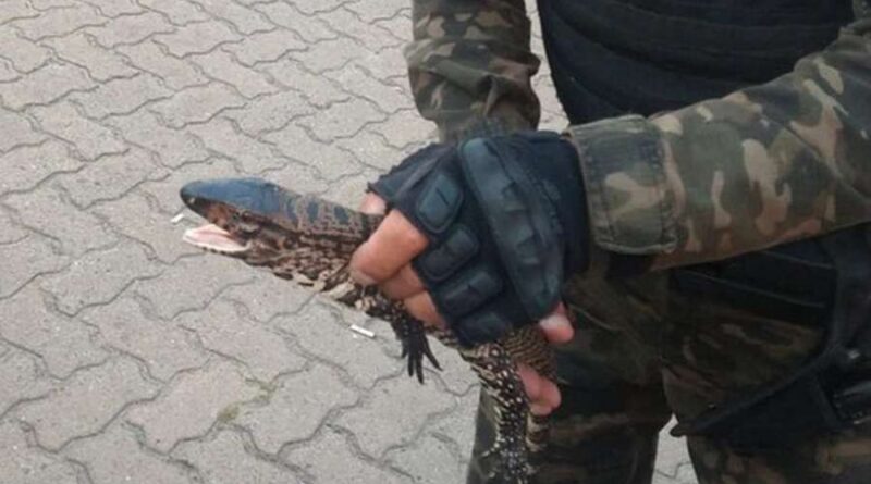 Ambiental é acionado após lagarto invadir casa em Capão da Canoa