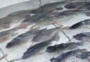 Feira do peixe e artesanato acontece nesta quarta e quinta em Osório: vela valores