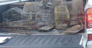 Homem é preso com espingarda e pássaros silvestres em cativeiro no Caraá