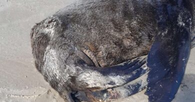 Leão Marinho é encontrado coberto de óleo mineral na beira mar