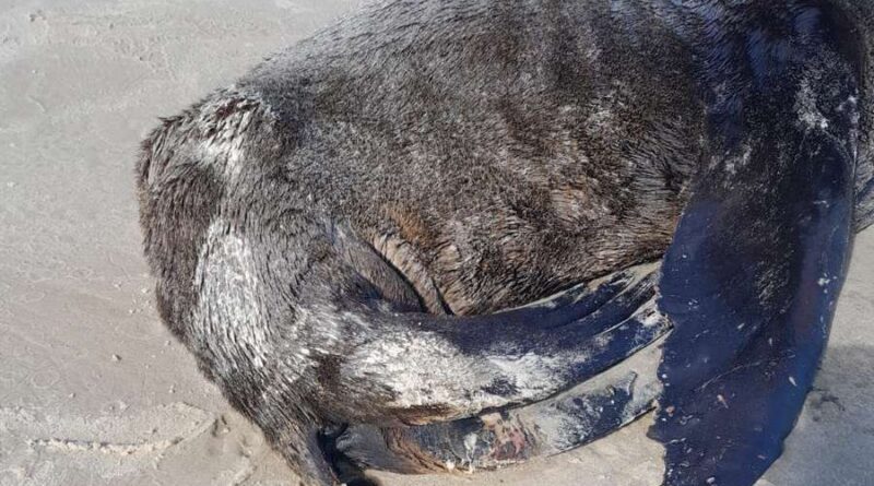 Leão Marinho é encontrado coberto de óleo mineral na beira mar