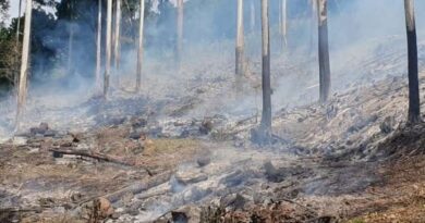 Flagrado desmatamento e uso de fogo no Bioma Mata Atlântica em Caraá