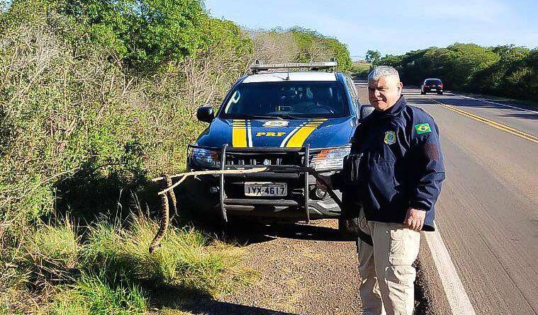 Serpente cruzeira de cerca de 1 metro é retirada da estrada na BR-290