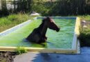 Cavalo cai em piscina de residência em Balneário Pinhal