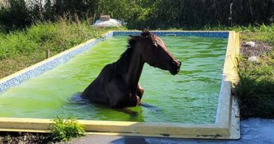 Cavalo cai em piscina de residência em Balneário Pinhal