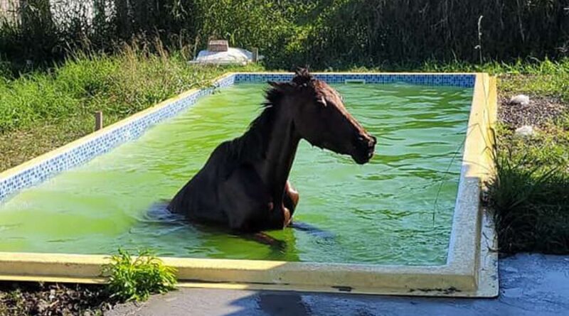 Cavalo cai em piscina de residência em Balneário Pinhal