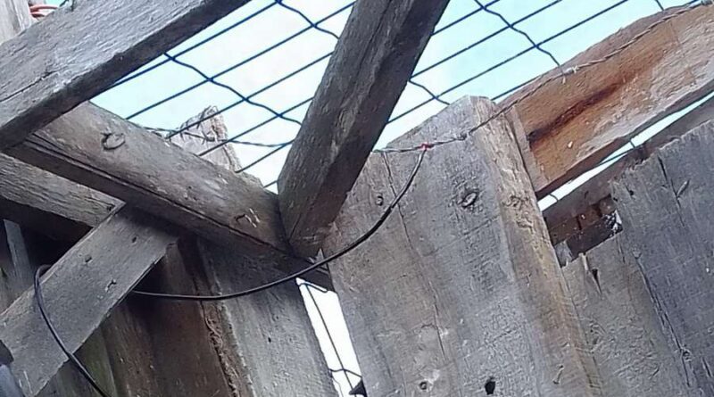 Cavalo morre eletrocutado em instalação irregular em Balneário Pinhal
