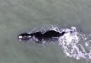 Temporada reprodutiva 2023: primeiras Baleias Franca já são avistadas no Litoral