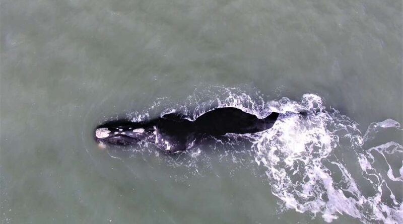 Temporada reprodutiva 2023: primeiras Baleias Franca já são avistadas no Litoral