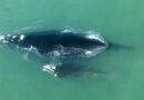 Baleias Francas dão show nas praias de Torres