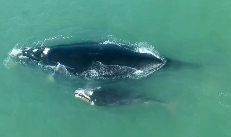 Baleias Francas dão show nas praias de Torres