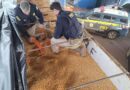 Uma tonelada de maconha é encontrada escondida no meio de carga de milho no RS