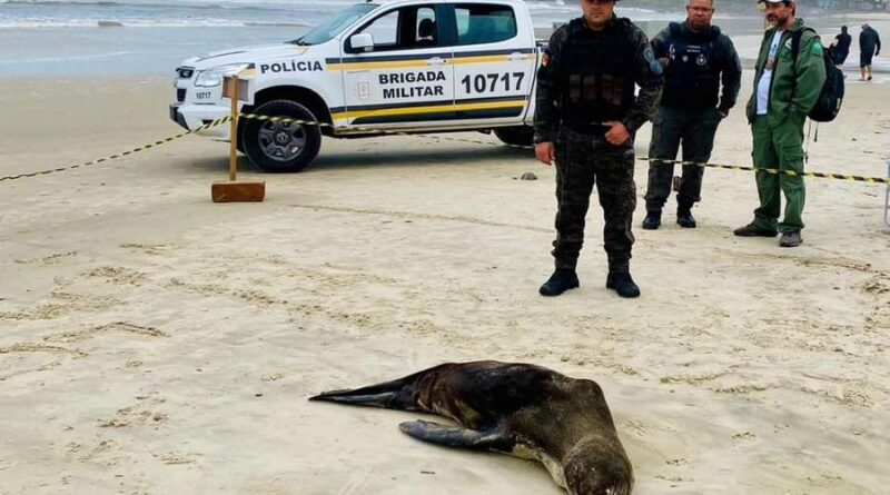 Batalhão Ambiental monitora animal marinho na Praia da Cal em Torres