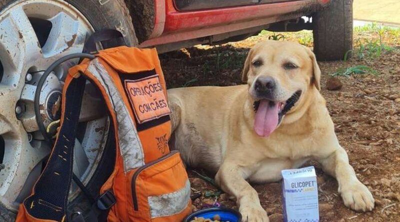 Morre em acidente cachorro que atuava na busca por desaparecidos no RS