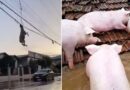 Muita chuva: ovelha é encontrada pendurada sem vida na fiação elétrica no RS