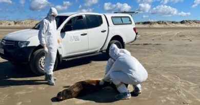 Gripe aviária demanda cuidados para quem está no litoral, alertam autoridades