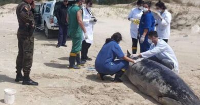 Filhote de menor baleia do mundo aparece morta na praia de Capão da Canoa