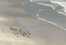 Muitas carcaças de leões marinhos, cachorros e gados soltos na beira na praia: monitoramento da gripe aviária