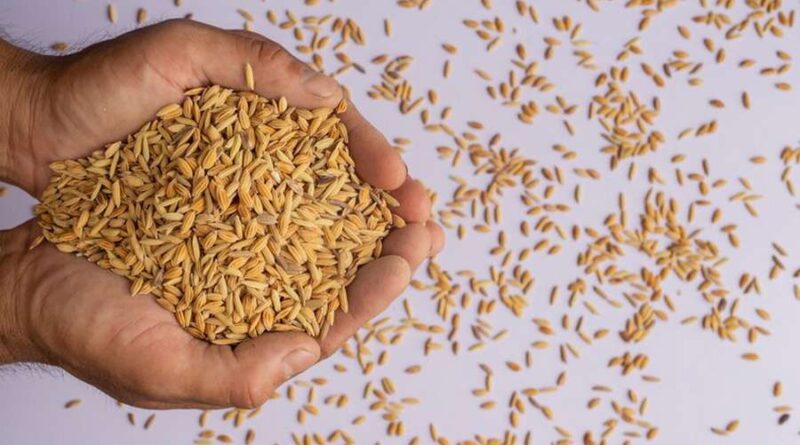 Produtores de arroz do RS solicitam suspensão de Leilão de importação ao governo federal