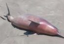 Golfinhos, baleias e aves: centenas de animais marinhos são encontrados mortos no litoral do RS