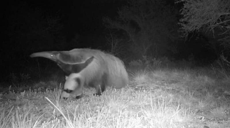 Espécie de tamanduá considerada extinta é flagrada no RS