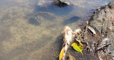 Mortandade de Peixes é flagrada em cidade do RS após denúncia