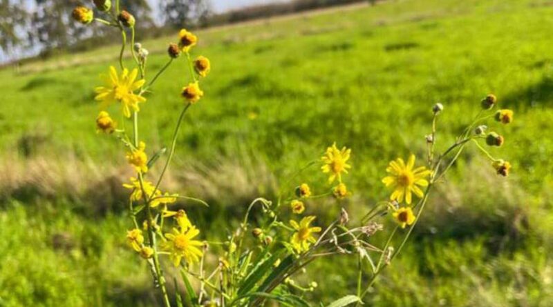 Planta tóxica mata cerca de 40 mil bovinos por ano em região do RS