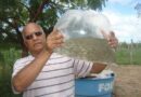 Conheça o peixe aliado contra a dengue, zika e a chikungunya