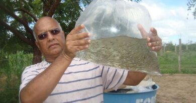 Conheça o peixe aliado contra a dengue, zika e a chikungunya