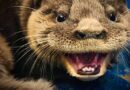 Filhote de lontra intrusa: Ambiental resgata mamífero que entrou em residência em Tramandaí