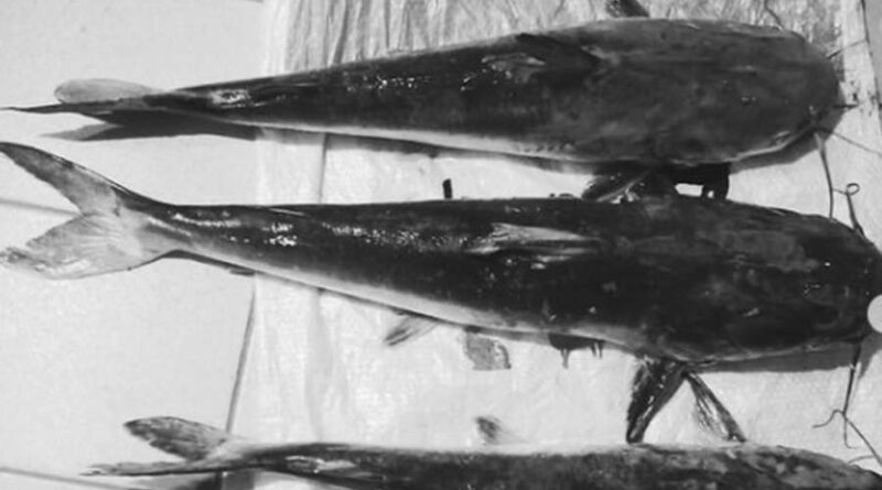 Pesca predatória na Barra de Imbé resulta em prisão em flagrante