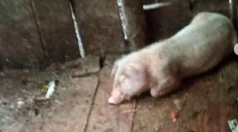 Proprietário de suínos é notificado por maus tratos em Torres