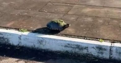 Restrições de trânsito na Lagoa do Marcelino visam proteger tartarugas em Osório