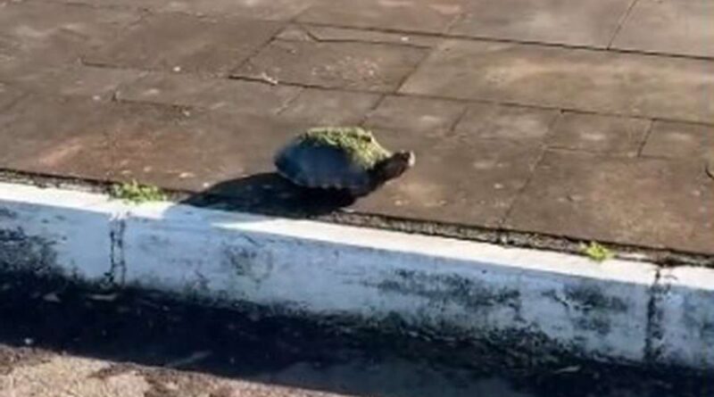 Restrições de trânsito na Lagoa do Marcelino visam proteger tartarugas em Osório