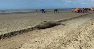 Após regresso ao mar: Elefante-Marinho retorna à beira da praia no litoral sul