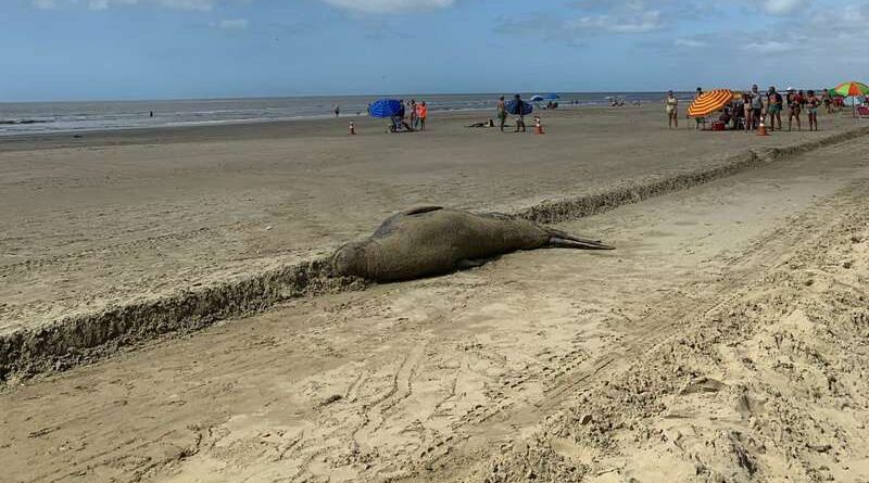 Após regresso ao mar: Elefante-Marinho retorna à beira da praia no litoral sul