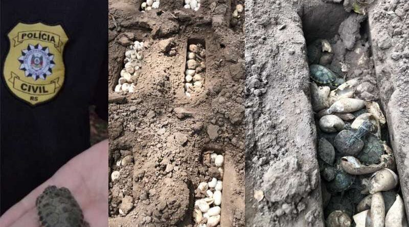 Apreendidos dois mil ovos de tartarugas em operação no Litoral Sul