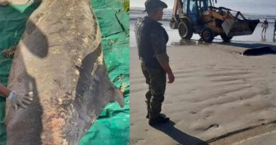 Baleia morta é recolhida na beira mar de Tramandaí