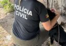 Cão é resgatado e tutor pode ser indiciado por crime ambiental em Osório