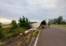 Acidente na Estrada do Mar: caminhão tomba após desviar de bovino