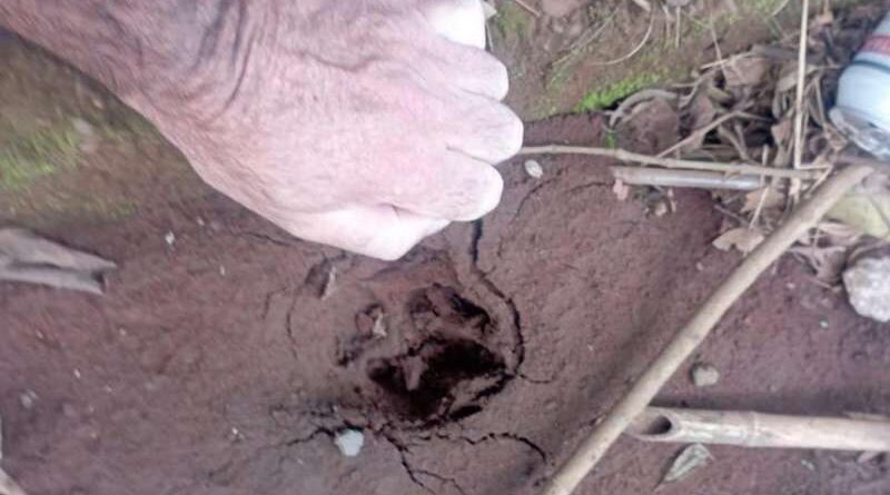 Felino de grande porte é flagrado em cidade gaúcha e mobiliza Brigada Militar