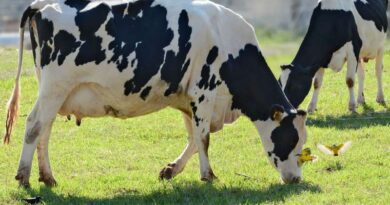 Verão quente e úmido: queda na produção leiteira no RS